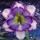 Spacecoast Pansy Face Daylily